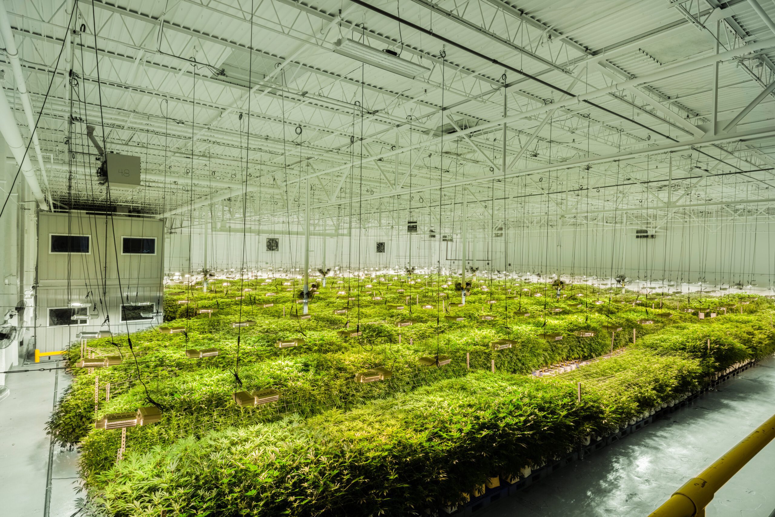 Interior of Green Light Cultivation Facility.